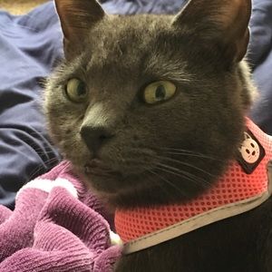 Meet your Posher, Oneida